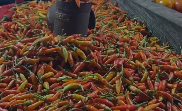 Harga Cabe Dan Tomat