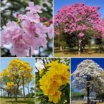 Mengenal Pohon Tabebuya