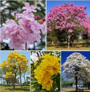 Mengenal Pohon Tabebuya