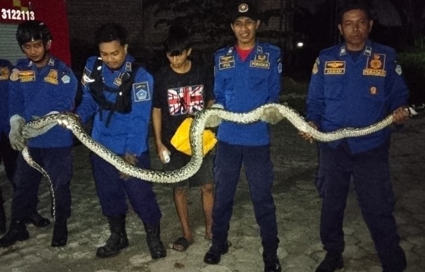 Ular Piton Gegerkan Warga Lepo-lepo
