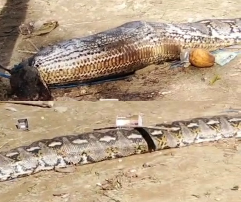 Warga Mangga Dua Tangkap Ular Piton