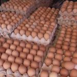 Harga Telur Ayam Ras di Pasar Kendari