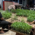 3.600 Bibit Siap Dibagikan di 24 Sekolah